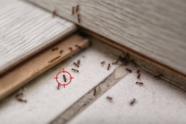 Best Ant Control Services  in Annapolis, MD