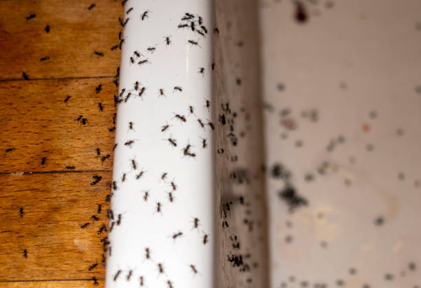 Best Exterminator Services  in Annapolis, MD