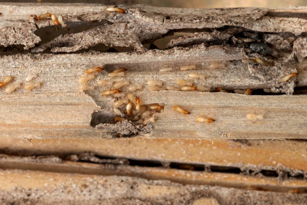 Best Residential Pest Control  in Annapolis, MD